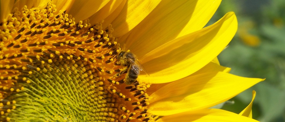 Bee_on_a_sunflower