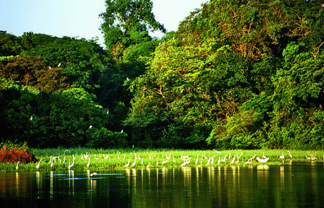 amazonia-3