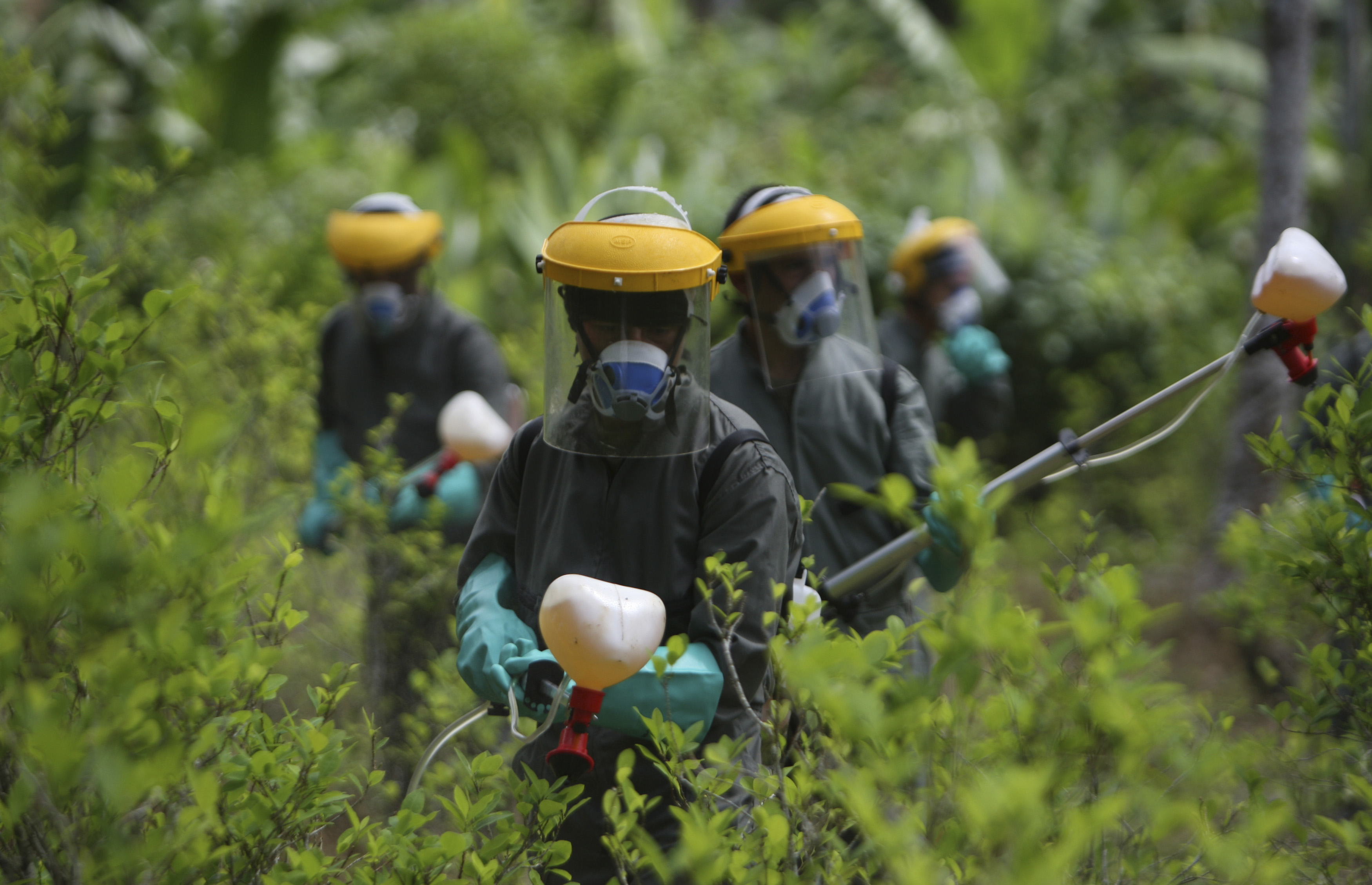 Colombian anti-narcotics police spray herbicide on a coca plantation in La Espriella near Tumaco