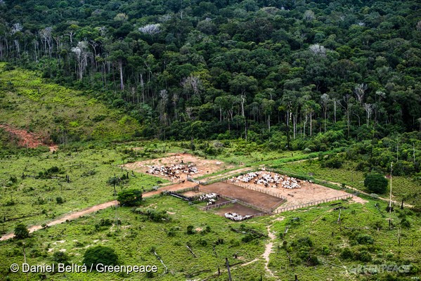 Forest Conservation Units in the Brazilian AmazonUnidade de Conservação na Amazônia
