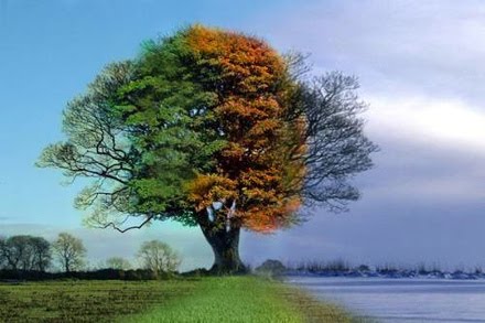 arvores beira do rio