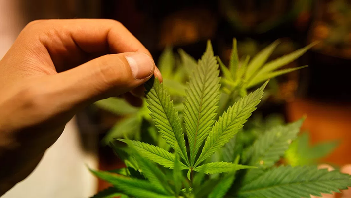 Anvisa-inclui-Cannabis-sativa-em-lista-de-plantas-medicinais (1)