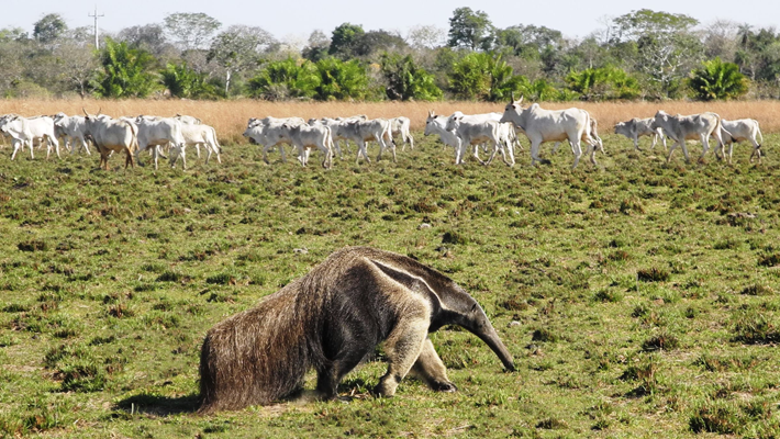 Pantanal-perde-13%-das-matas-em-15-anos (1)