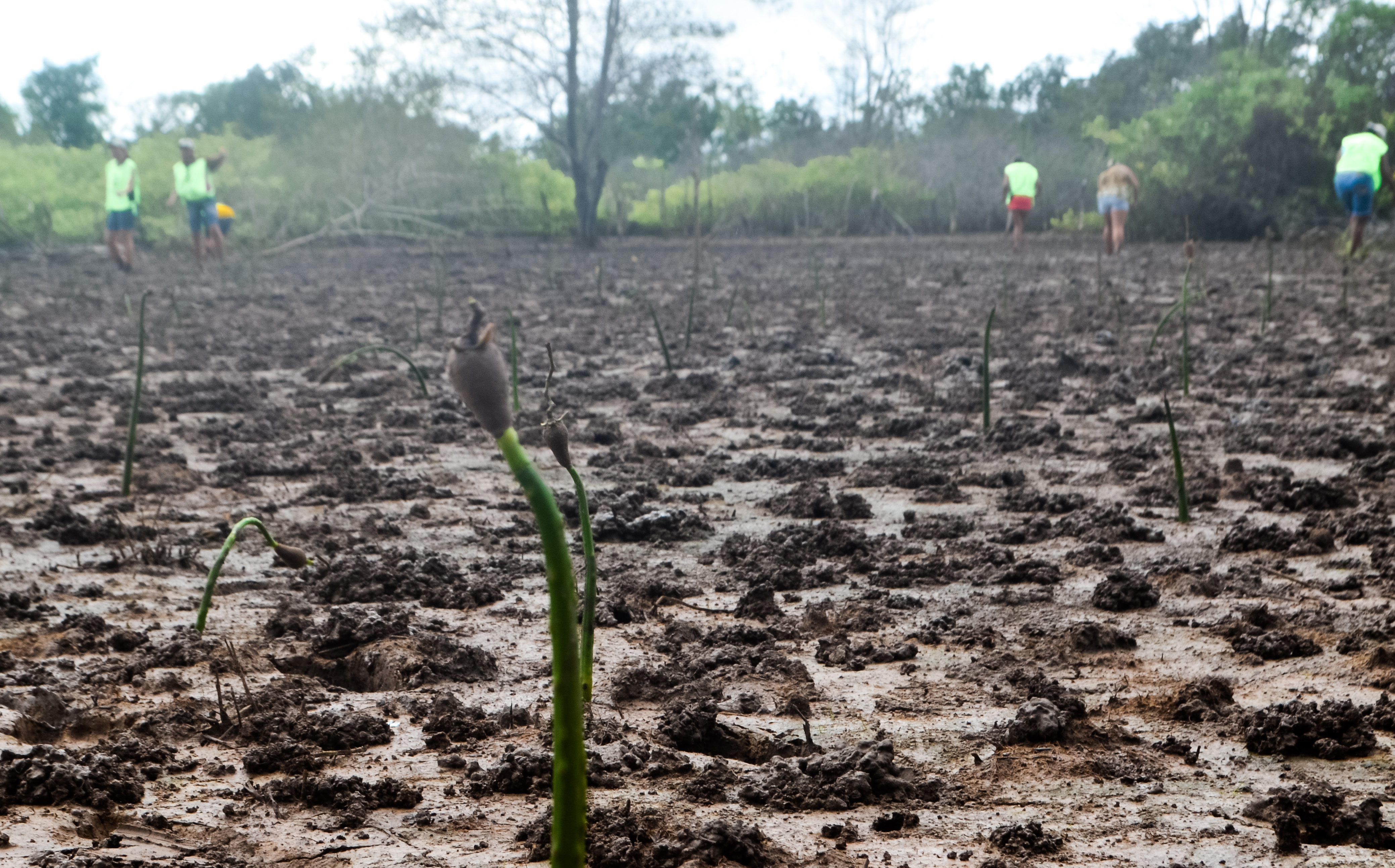multirão plantio de mangue