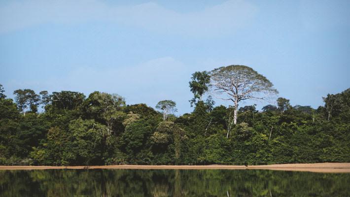 26.06 floresta da Jamanxin slider