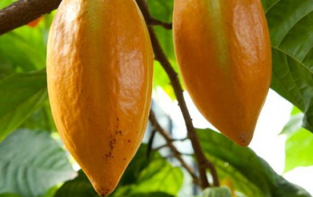 BNDES-libera-R$-17,3-milhões-do-Fundo-Amazônia-para-produção-sustentável