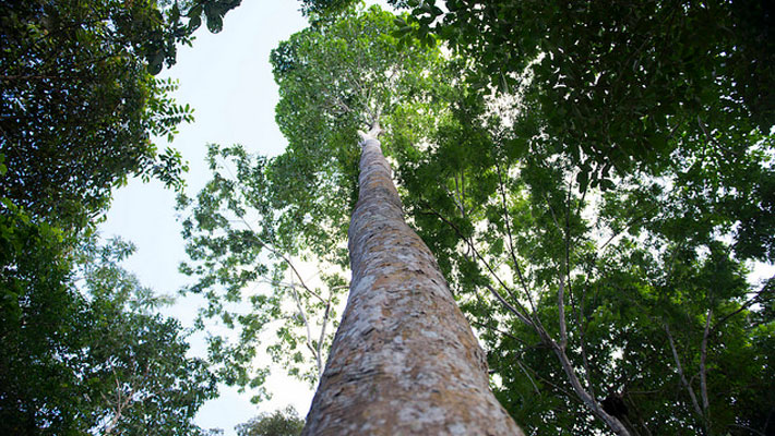 Bolsa-Verde-apoiara-protecao-de-especies