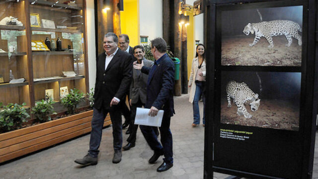 Número-de-onças-pintadas-cresce-no-Iguaçu