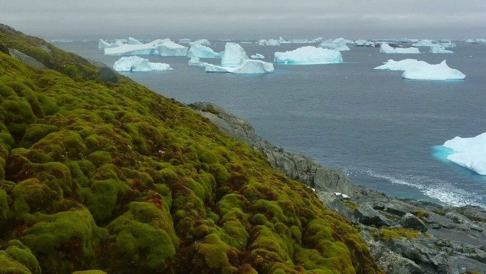 Preocupante-a-Antartida-esta-se-tornando-verde