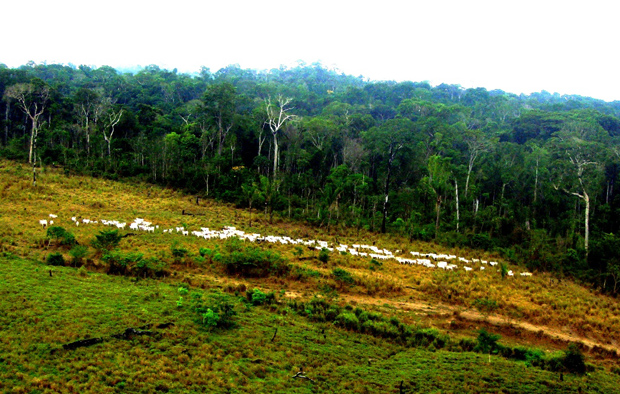 17.07 flona de jamanxin banner site PV