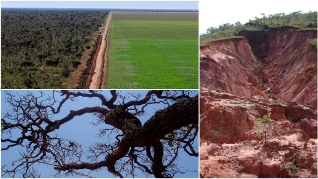 cerrado redimensionado