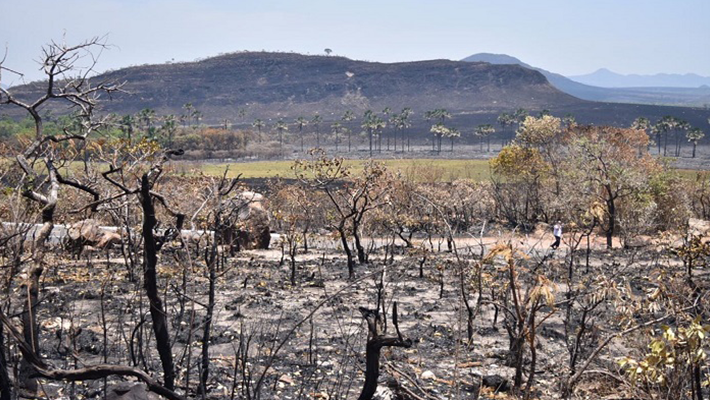 Vegetação-da-Chapada-dos-Veadeiros-deve-demorar-mais-de-um-ano-para-se-recuperar-após-incêndio,-estima-ICMBio