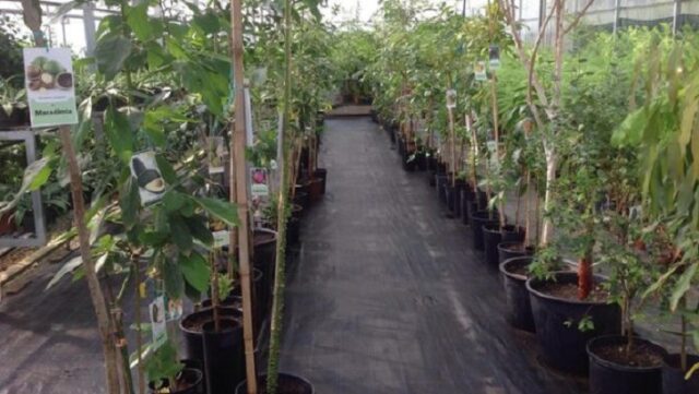 4 Conheça as ‘superfrutas’ encontradas na Mata Atlântica que pesquisadores tentam salvar da extinção