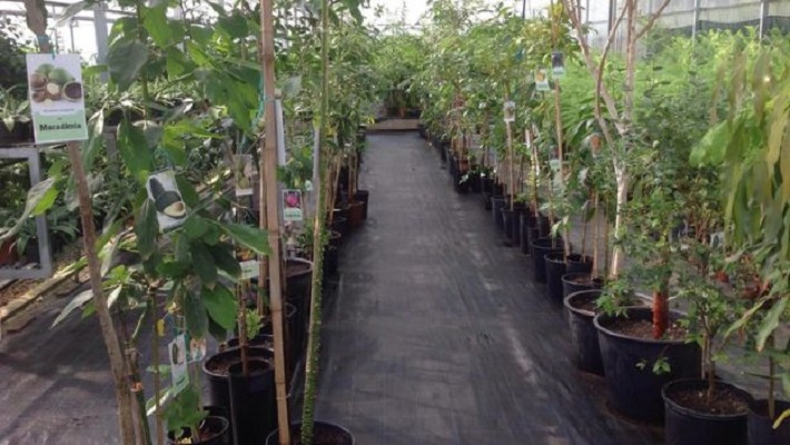 4 Conheça as ‘superfrutas’ encontradas na Mata Atlântica que pesquisadores tentam salvar da extinção