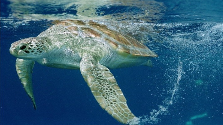 7 Aumenta proteção às tartarugas