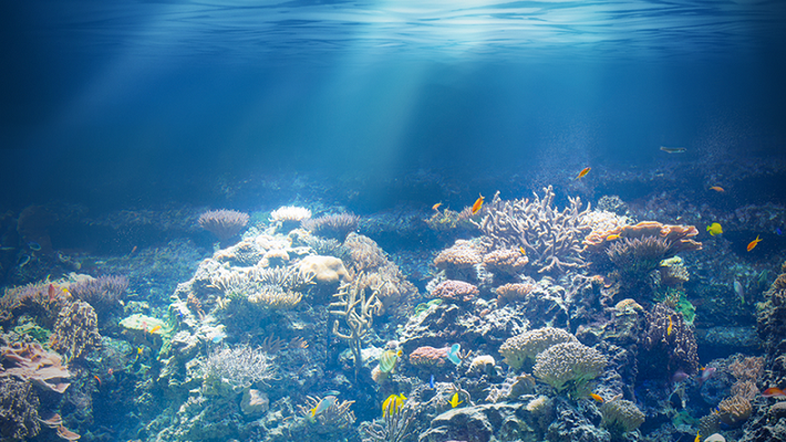 banner recifes de corais