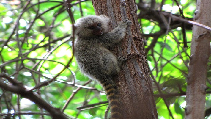 Sagui – Flona Açu (Nelson Yoneda)