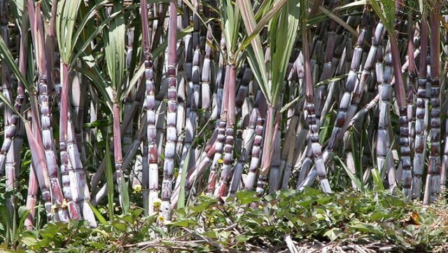 Notícia 17 – 16 de março