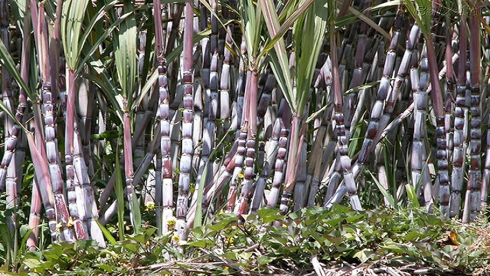 Notícia 17 – 16 de março