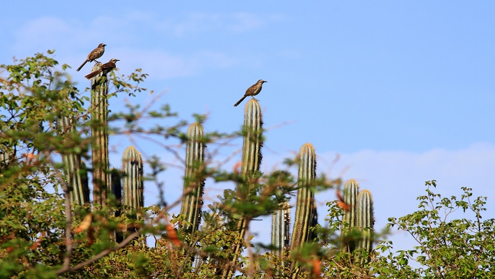 Bioma Caatinga – Parque Boqueira?o da Onc?a