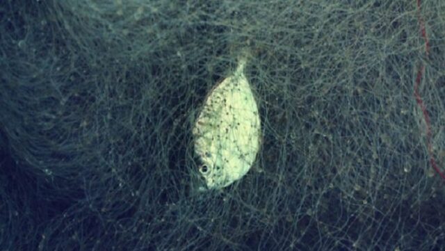 Notícia 11 – 5 de junho