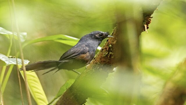 Notícia 1 – 18 de julho