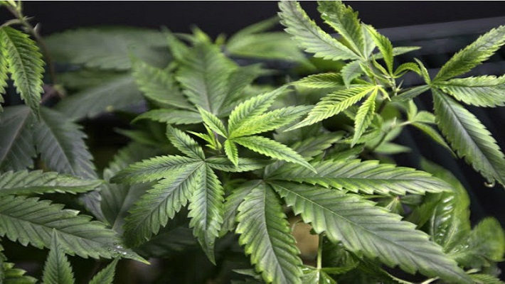 A maconha é usada como medicamento no Canadá, na Holanda, Alemanha e Itália