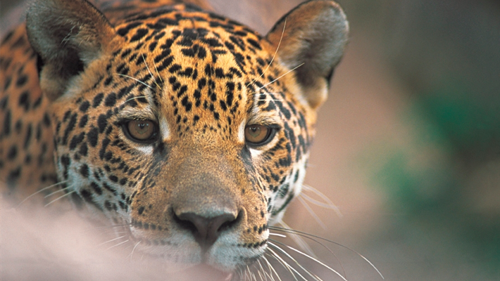 COP-14-Brasil-inspira-criação-do-Dia-Internacional-da-Onça