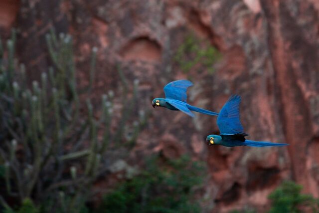 araras-biodiversitas-f99a0092-credito-marcelo-brandt-g1