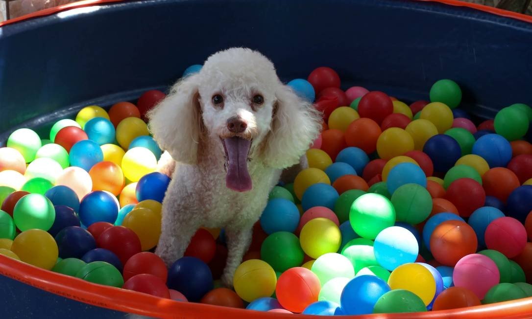 x81848164_ZORio-de-Janeiro-RJ-26-03-2019ESPECIAL-PETHoteis-e-creches-para-animais.-Foto.jpg.pagespeed.ic.a9XWagwwQ7