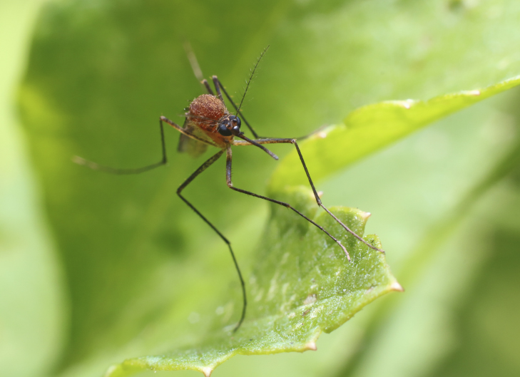 Bunch fresh cilantro and coriander seeds