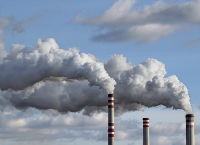 Bunch fresh cilantro and coriander seeds