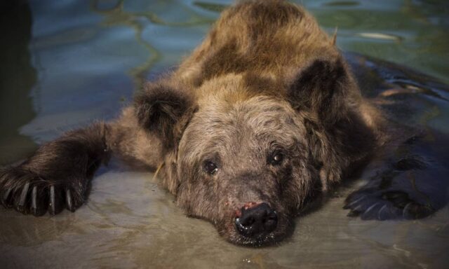 xursa-marsha.jpg.pagespeed.ic.3C78pKtc8q