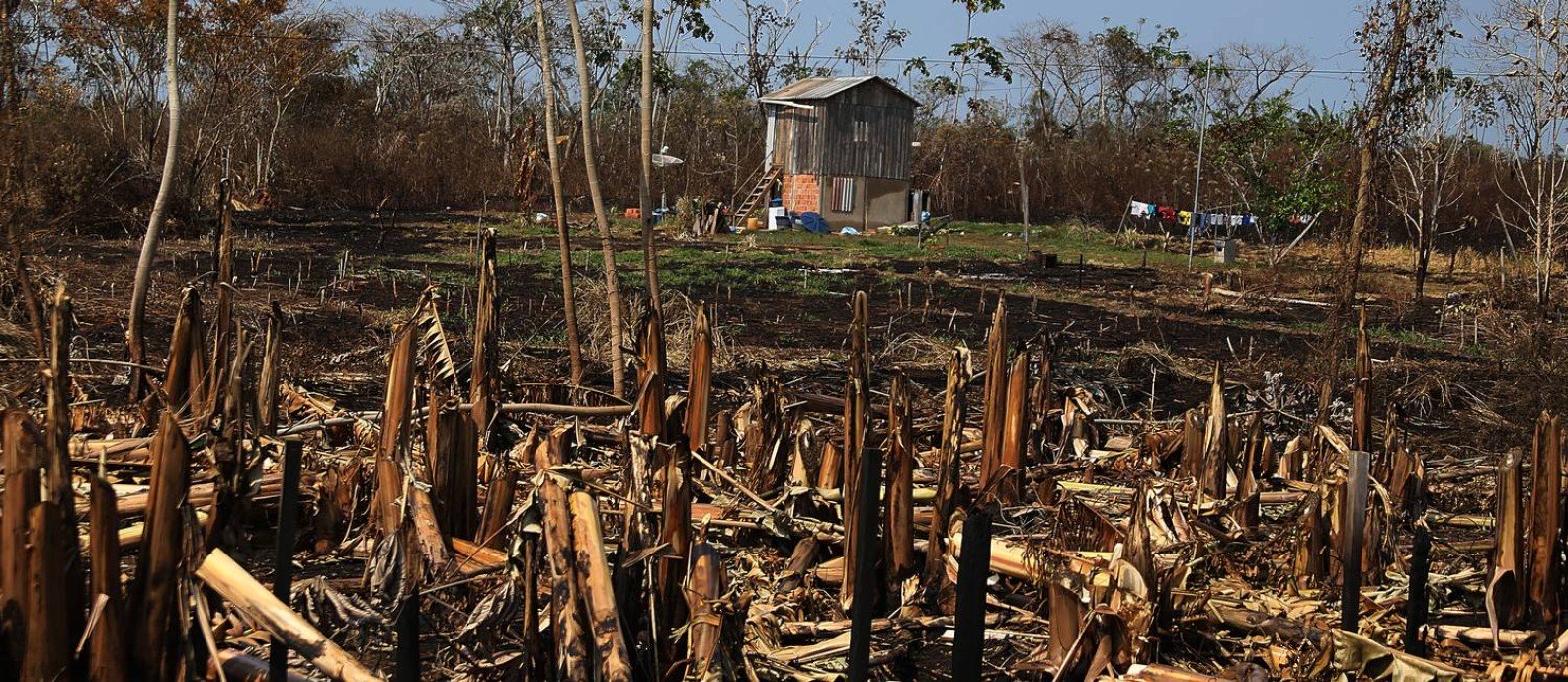 xqueimadaxapuri.jpg.pagespeed.ic.0vzKPzC-vl