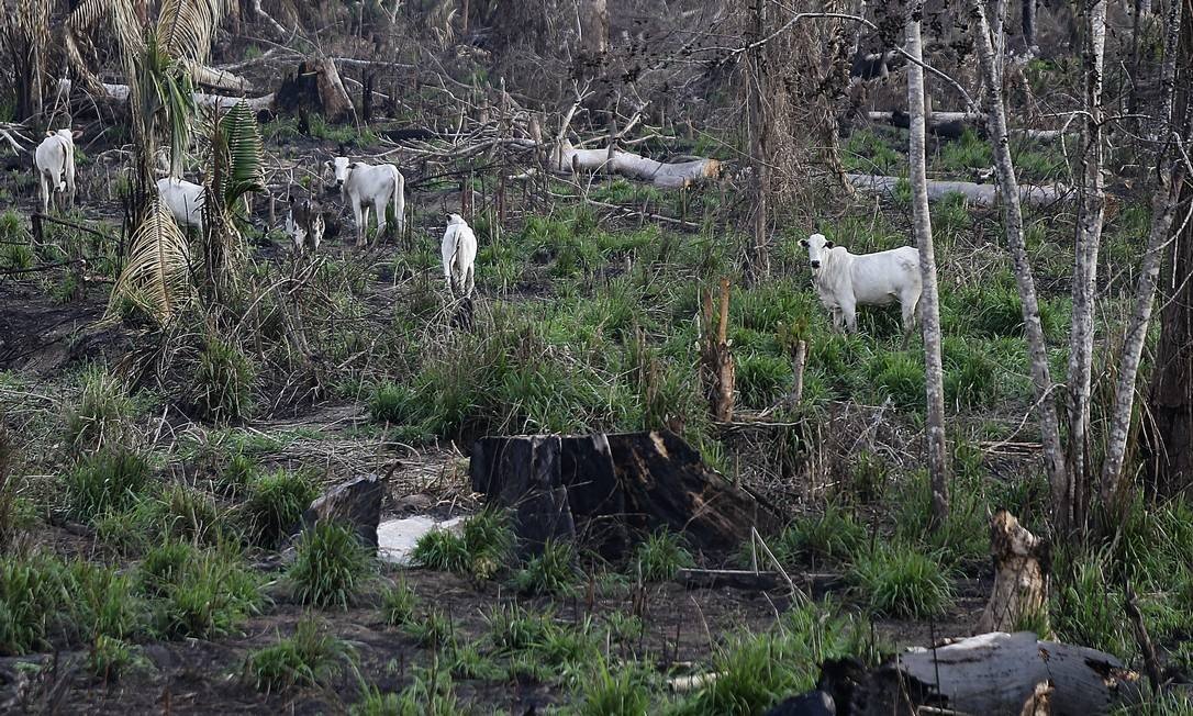 x84296724_BSBRio-Branco-ACBrasil28-08-2019Queimadas-e-desmatamentos-na-regiao-Amazonica.jpg.pagespeed.ic.CA95_apgKW