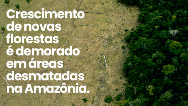 Crescimento-de-novas-florestas-é-demorado-em-áreas-desmatadas-na-Amazônia