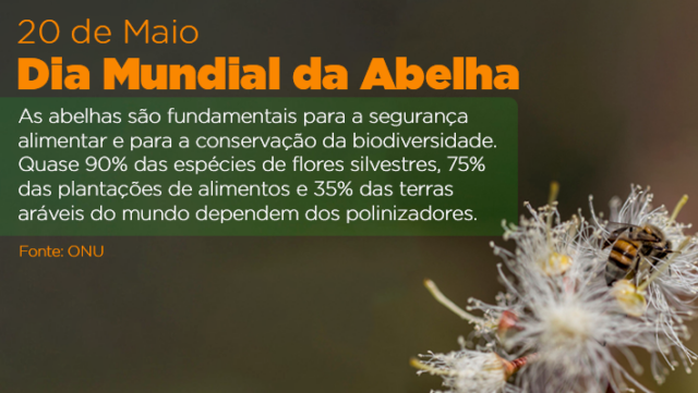 banner-dia-da-abelha