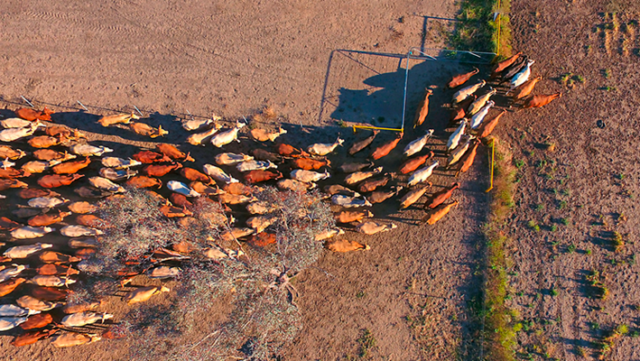 Banner-boiada-que-Doria-quer-passar