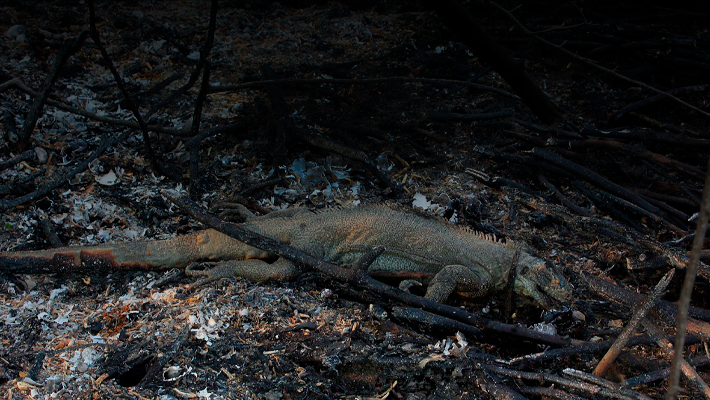 Banner-Deputado-questiona-Ibama-sobre-manejo-de-fauna-em-incendios