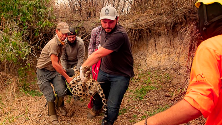 banner-Projeto-institui-politica-de-protecao-de-animais-atingidos-por-desastre-ambiental