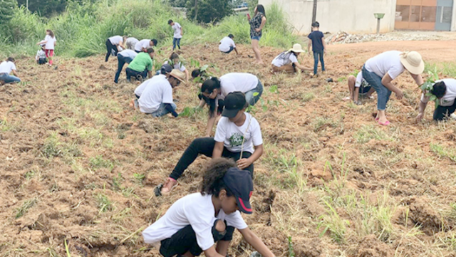 Banner-PV-apoia-acoes-do-Plant-For-The-Planet-para-reflorestamento-voluntario-cidadao