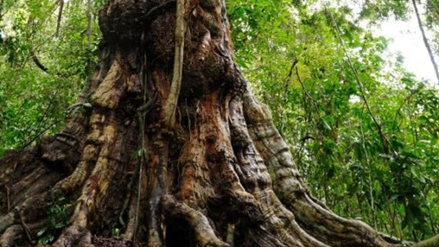 Banner-Bancada-do-PV-apresentou-PL-para-criar-Monumento-Natural-do-Pau-brasil-localizado-no-municipio-de-Itamaraju-BA