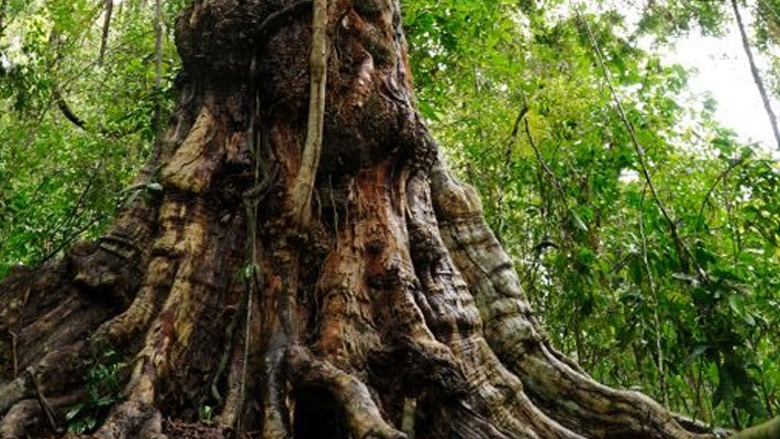 Banner-Bancada-do-PV-apresentou-PL-para-criar-Monumento-Natural-do-Pau-brasil-localizado-no-municipio-de-Itamaraju-BA